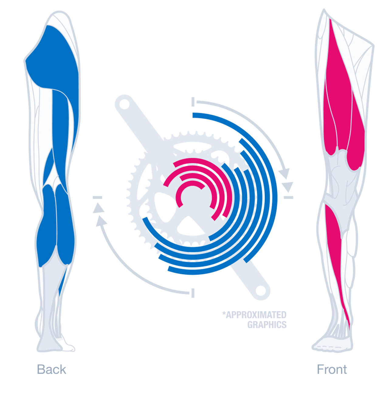 Strengthguide.ch5.cyclingnew Back And Front Muscle Groups In Strength Training