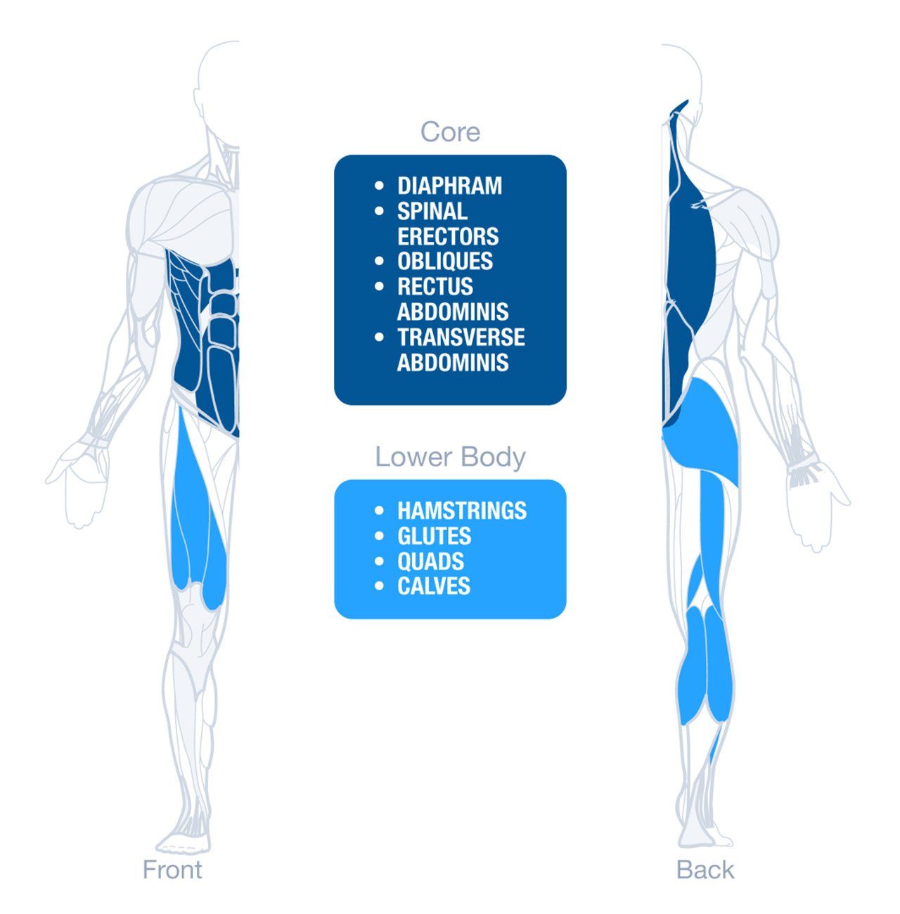 Muscles Used While Running Muscles Used While Running For Strength Training